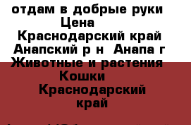 отдам в добрые руки › Цена ­ 1 - Краснодарский край, Анапский р-н, Анапа г. Животные и растения » Кошки   . Краснодарский край